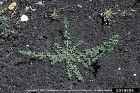 Image result for Dysphania pumilio