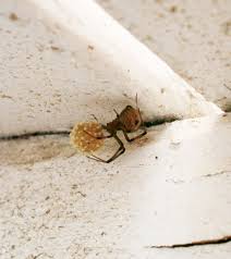 Get facts about arachnids here. Latrodectus Geometricus Wikiwand