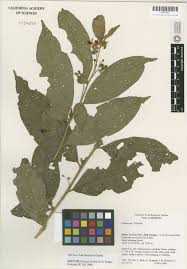 Image result for Solanum torreanum