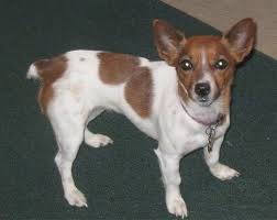 How long do rat terriers stay in heat? Jack Rat Terrier Dog Breed Information And Pictures