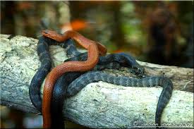 By understanding the food preference of the salt marsh grazers, scientists can better identify and explain the changes to shifts associated with these economically and ecologically. Floridana Alaskiana V 2 Mangrove Salt Marsh Snake Nerodia Clarkii Compressicauda