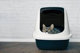 Something of a heavyweight in the petfood world, purina have channeled all of their expertise into crafting a food that helps cats with urinary issues stay healthy. Feline Diarrhea Let The Diagnostic Clues Flow Dvm360