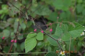 Image result for Pseudarthria