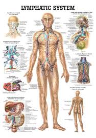 The right half of the torso shows the skin. Anatomy Poster Lymphatic System