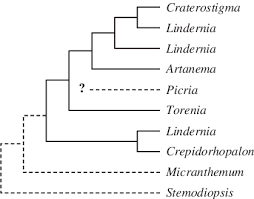 Image result for Stemodiopsis glandulosa