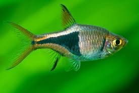 Image result for Heteromorpha