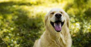 Police Called Over Break-In After Dog Pushes Home Door Open - The Animal Rescue Site News