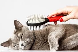 Cats usually shed their hair twice a year and it is signaled by the seasonal light availability not the temperature as we might expect. Tabby Cats And Shedding 13 Things You Should Know Faqcats Com