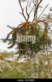 Image result for Phragmanthera