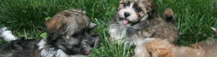 Toy havanese puppies for sale in nc. 10 Reasons To Get A Havanese Puppy Kase Havanese