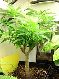 You're doing great with this. How To Create A Bonsai Mother For Unlimited Clones Grow Weed Easy