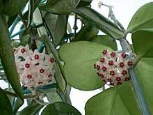 That's also allowable if you only want to have the single leaf and not the vine. Hoya Kerrii Wikipedia