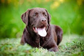 Chocolate Labradors Have Shorter Lifespan Than Rest Of The Breed News Vetcompass Royal Veterinary College Rvc