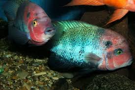 The Cichlid Room Companion View Topic P Fenestratum Race Cichlids Aquarium Fish Tropical Fish Aquarium