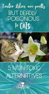 Both potatoes and their stems/leaves contain highly toxic solanine that is poisonous to your pets. Easter Lilies Are Deadly Toxic To Cats But Are There Cat Safe Alternatives