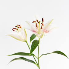 Bringe calla lilien zum blühen. Lilien Viel Mehr Als Schonheit Und Grosse Symbolik Colvin