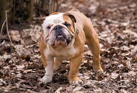 Wie lange dauert es bis eine französische bulldogge ausgewachsen ist? Die Englische Bulldogge Wesen Anspruche Gesundheit Mehr