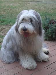 Bearded Collie Baxter Bearded Collie Bearded Collie Puppies Puppies And Kitties