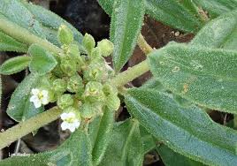 Image result for Limeum viscosum