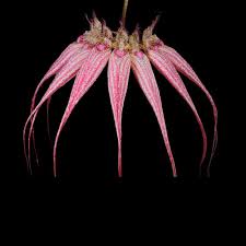 Image result for Bulbophyllum X chikukwa