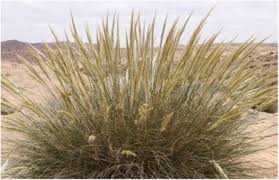 Image result for Stipa