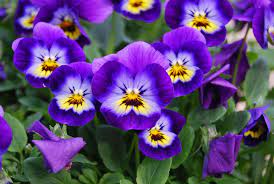 Maybe you would like to learn more about one of these? Which Flowers Are Mostly Used In The Perfume Industry Official Blog Bookmyflowers