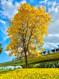 Image result for Geigeria engleriana