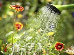 Es ist deshalb absolut notwendig, dass sie das gießen der pflanzen ausgesprochen sorgfältig durchführen. Blumen Giessen Garten