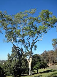 Image result for Eucalyptus citriodora