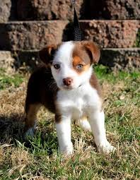 Australian Shepherd Beagle Mix Black And White Pin By Amber Ely On Love Sick Puppies And Other Cuties Beagle Mix Terrier Puppies Australian Shepherd