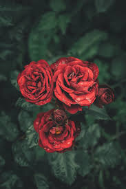 Download the background for free. Nature Flowers Rose Wallpapers Hd Desktop And Mobile Backgrounds