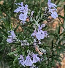 Image result for Tacazzea rosmarinifolia