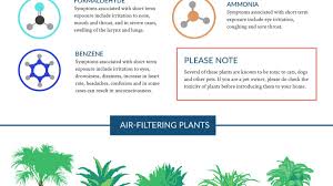 This Graphic Shows The Best Air Cleaning Plants According