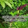 Plants for shade & part shade. Https Encrypted Tbn0 Gstatic Com Images Q Tbn And9gctm9dqu1oy9mtpqikul6j6atjrfz V Tpmxtee8s5bnw6 1m6qk Usqp Cau