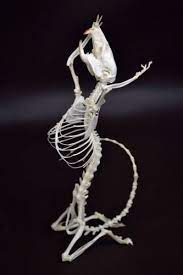 Real Rat Skeleton Crying Taxidermy Good Quality Free Shipping To Worldwide Ebay Animal Skeletons Bone Art Animal Bones