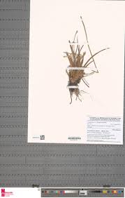 Image result for Mesanthemum radicans