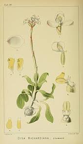 Image result for Rhipidoglossum pusillum
