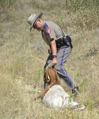Jobs Of A Texas State Trooper Texas State Trooper State Trooper Texas State