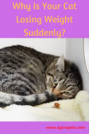Why Is My Cat Losing Weight Is It Normal That An Aging Cat Is Losing Weight Why Is My Cat Losing Hair And Weight Why Is My Elderly C