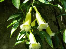 Image result for Hyparrhenia anemopaegma