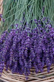 Lavender Plante De Lavande Fleurs De Lavande Fleurs Mauves