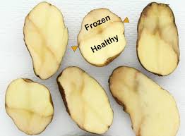 Innovation is when someone takes an idea that already exists and creates a different version. Out In The Cold Coping With Frost Damaged Potatoes Potato Grower Magazine