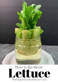 Many leaf lettuce varieties are prone to bolting when exposed. How To Re Grow Lettuce Walking On Sunshine Recipes