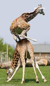 Animals That Really Can Jump Giraffe Cute Animals Funny Animals