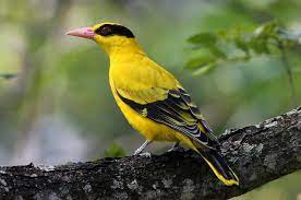 Download 7 Mp3 Suara Kepodang Emas Pilihan Hobi Burung