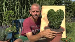 Grundsätzlich können sie zwischen mai und august hand anlegen. Buchsbaum Buxus Schneiden Herz Gestalten Buchsbaum Buche Baum Pflanzen