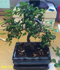 Lift your spirits with funny jokes, trending memes, entertaining gifs, inspiring stories, viral videos, and so much more. 20 Latest Chinese Elm Bonsai Tree Dying Pink Wool