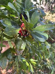 Image result for Ochna atropurpurea
