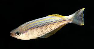 Image result for Mystacidium tanganyikense