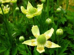 Image result for Aneilema johnstonii